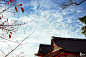 伏見稲荷大社 Fushimi Inari Shrine.jpg by RICA RICA on 500px