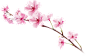 Sakura PNG