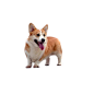 柯基