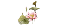 唯美古风水彩手绘荷花荷叶古典水墨莲花插画PNG免扣透明设计素材
