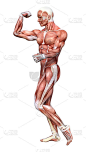 3D插图男性解剖图上的白色