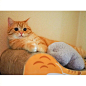 今日份小猫咪 ins：bbxxxdax ​​​​