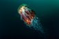 General 2048x1363 nature underwater sea animals fish jellyfish deep sea contests winner photography