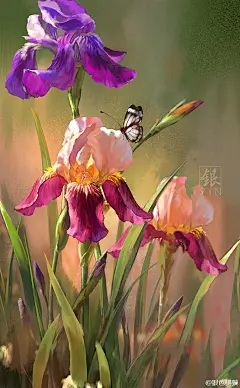 银色骐骥-手绘鸢尾花