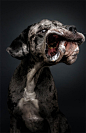 Linxspiration — Artsy Photos Show The Moment Dogs Try To Catch... : Artsy Photos Show The Moment Dogs Try To Catch Treats