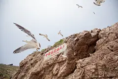 飞翔的海鸥黑尾鸥