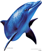海洋动物海豚鲸鱼母子PNG免扣素材_PNG素材_素材下载-乐分享素材网