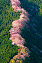 Wild cherry trees in Nara, Japan
在奈良的野生樱桃树，日本