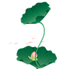 荷叶荷花