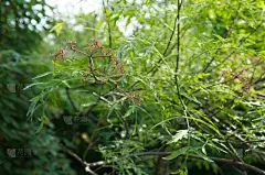 接骨木果,植物,接骨木树,绿色,黑接骨木,饮料,健康保健,自然界的状态,药,替代医药