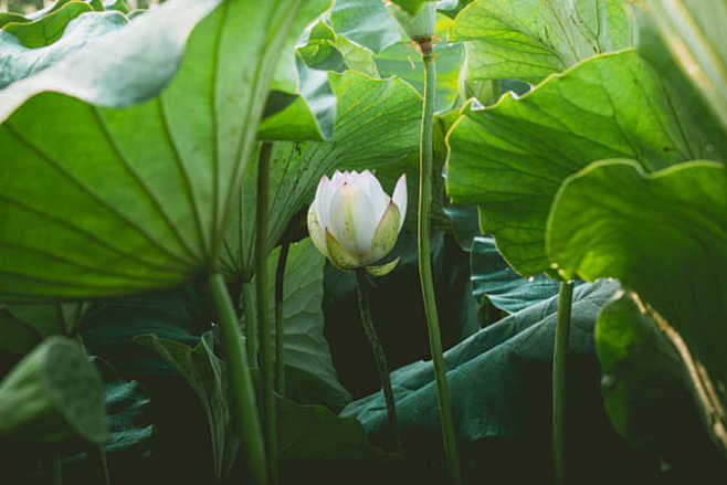 Hidden Lotus