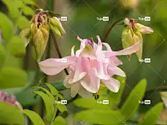 花 粉红色的花 开花 花卉背景 自然 关闭 花壁纸 美丽的花朵