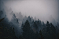 A thick fog and overcast sky over a coniferous forest