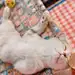 文静猫