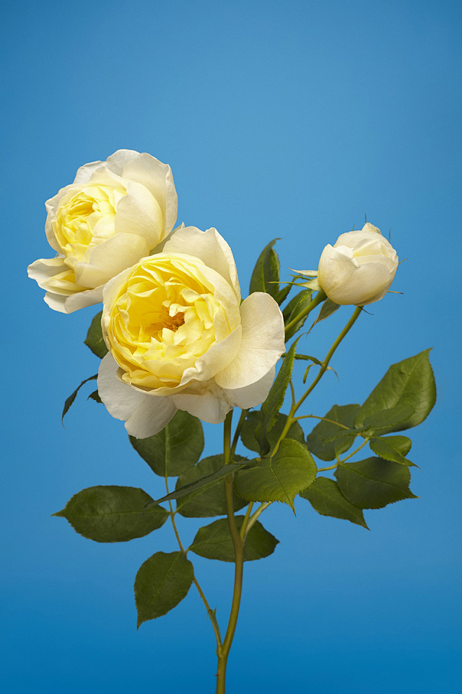 The English Rose · M...