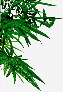 旧笑话！采集到花瓶/绿植叶子