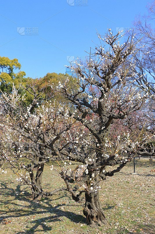 梅树
