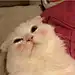 猪蹄不好吃
