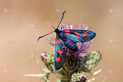 在自然环境中夜间活动的蝴蝶