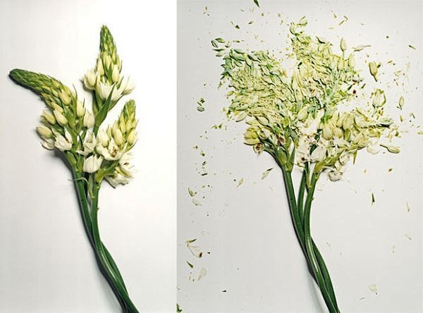 冷冻后砸碎的植物生殖器(= =!)
作...