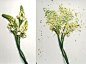 冷冻后砸碎的植物生殖器(= =!)
作者:Jon Shireman