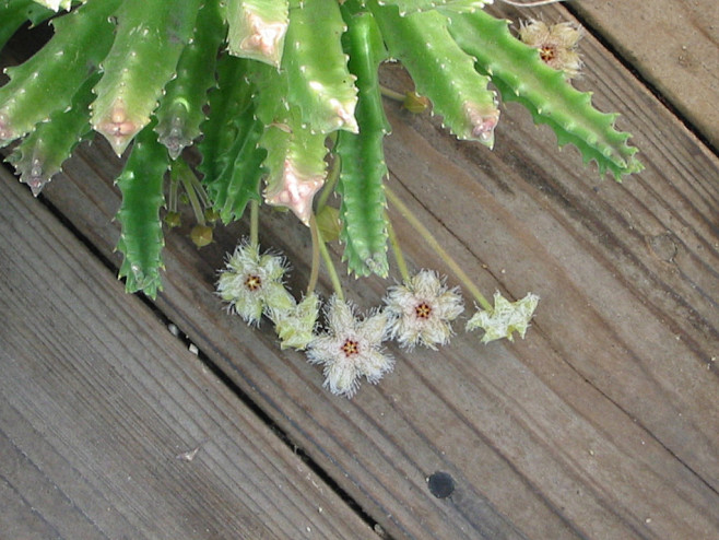 stapeliaglanduliflora海葵萝摩