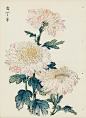 from Art of the Japanese Chrysanthemum