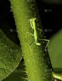 大特写,昆虫,螳螂,植物茎,儿童,手指,指甲,植物学家,绿色