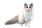 dc1cf666c523b12ec585f2fe7cf756feef804af6315aa-v2sMOf