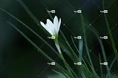 雨百合 阿塔马斯科百合 白色的 花壁纸 花卉背景 花 植物群 植物