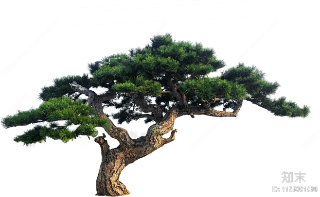 png免抠造型松斜飘松油松贴图下载【ID:1155091938】-花瓣网