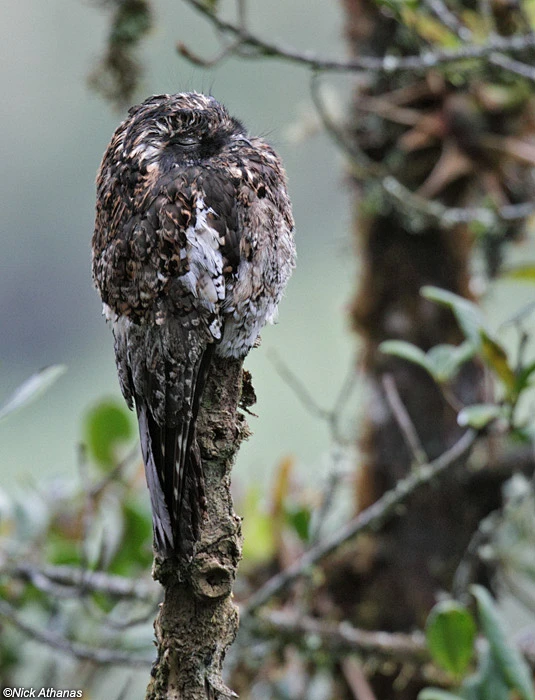 安第斯林鸱 Nyctibius maculosus 夜鹰目 林鸱科 林鸱属 Andean Potoo - Nyctibius ...