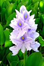 水葫芦（Water Hyacinth），又名凤眼莲、水浮莲、布袋莲、凤眼蓝。属雨久花科、凤眼莲属。原产南美。好漂亮的花〜