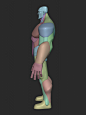 Infinity Hulk Character Anatomy Blockout