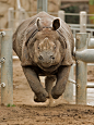 sdzoo:

Behold the rare hovering rhino. Pic by Darrell Ybarrondo