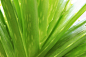 Aloe Vera by Susa Sophia on 500px