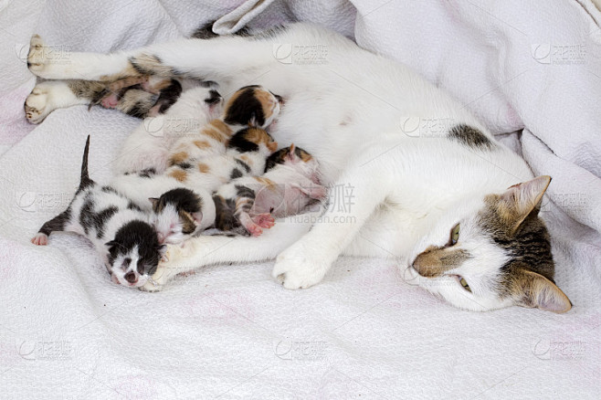 宠物动物;可爱的小猫，刚出生的小猫和小猫妈妈