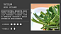 多肉植物图片及名称的搜索结果_百度图片搜索
