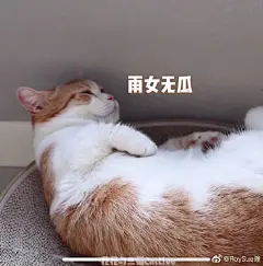 花花与三猫超话 截了几张表情包 哈哈哈 猪猪太可爱了 ​​​​