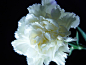 #每日一花#
纯白色康乃馨：纯洁的爱和幸运；