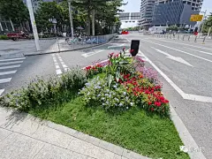 深圳街头-蓝雪花+鸡冠花+千日红+香菜雀+美人蕉