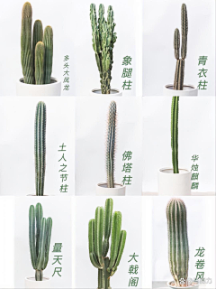 ——秋——采集到沙生植物