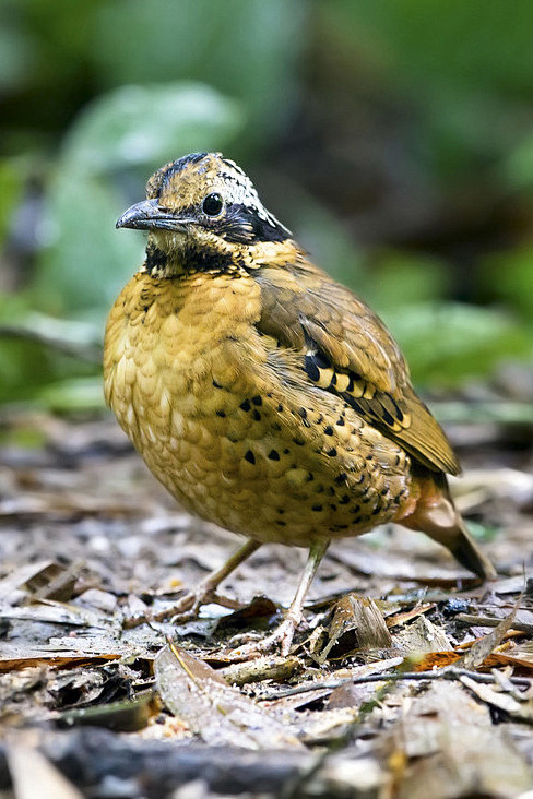 雀形目八色鸫科蓝八色鸫属双辫八色鸫