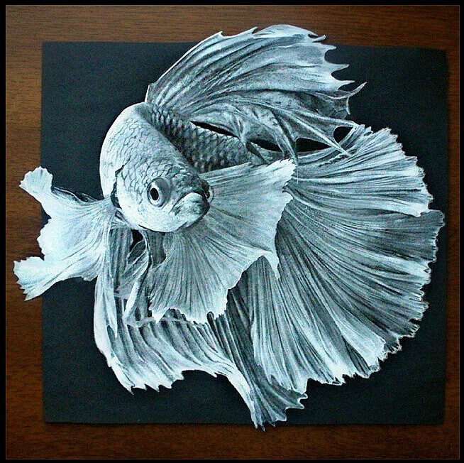 立体素描金鱼