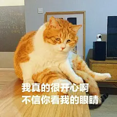 最好看的橘猫长什么样？ - 知乎 : 猫日啊瞧瞧这张忧国忧民的大饼脸，啧啧，多惹人怜爱啊！昨天刚知道它的名字，行走的表情包猫猫。微博热搜…