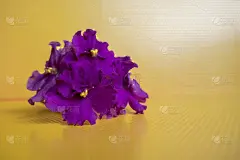 漂亮的紫紫色，在黄色的背景上。彩色贺卡的生日，母亲节，3月8日。水平图像与复制空间。