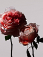 Marketplace : LOOKBOOKS.com is the Technology behind the Talent. Discover, follow, share. 