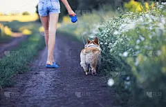在一个温暖的夏日里，一个穿着短裤、长腿的小女孩和一只可爱的柯基犬沿着乡间小路，漫步在田野和鲜花之间