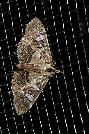 鳞翅目螟蛾科螟蛾