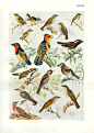 1940 Vintage Bird Print